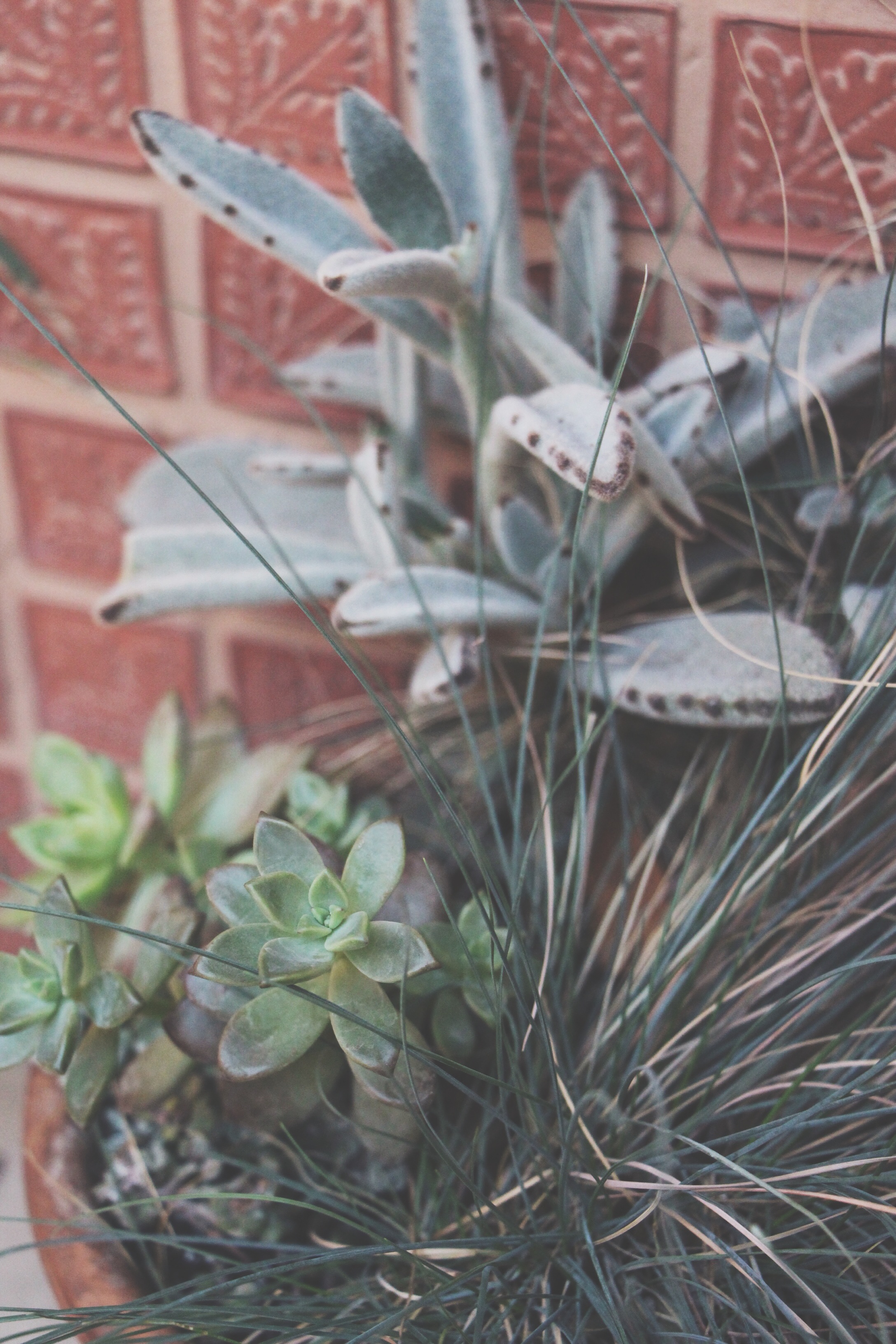Succulent Sighting: Disneyland :: The succulents of Rancho del Zocalo restaurant in Frontierland at Disneyland Resort in California.&nbsp;&nbsp;